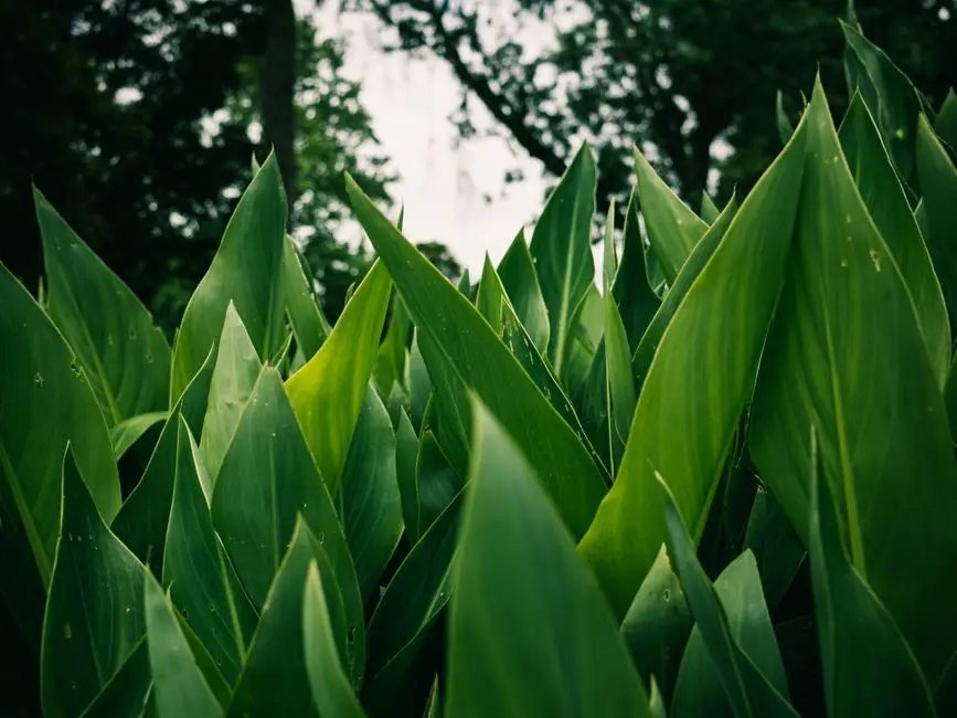 Greens & Outdoors at SOBHA VRINDAVAN, Vrindavan
