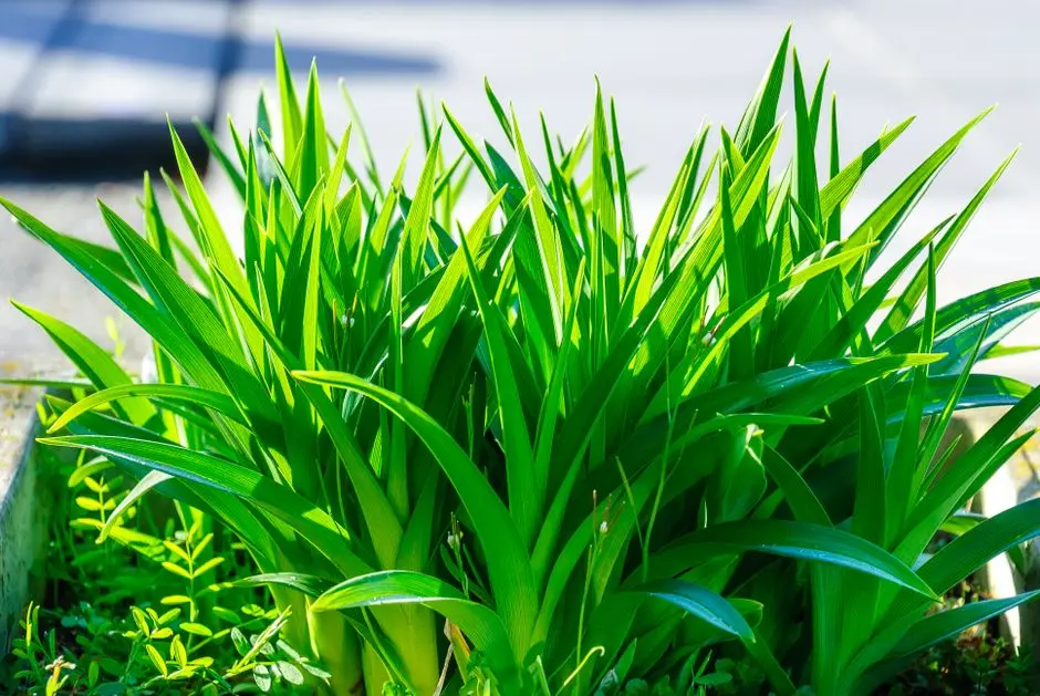Greens & Outdoors at SOBHA HAMPTONS, Yadavanahalli, Bangalore