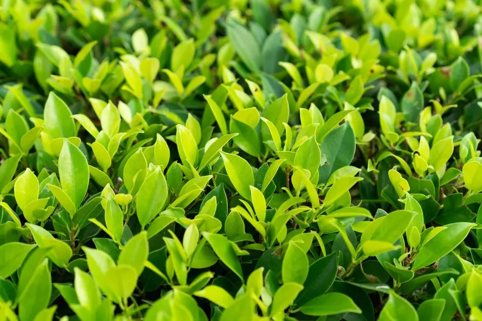 Greens & Outdoors at SOBHA ONE RESIDENCE, Sarakariguttahalli, Bangalore
