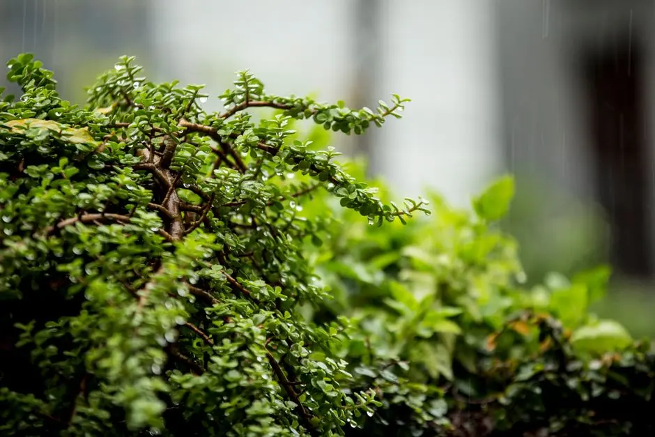 Greens & Outdoors at SOBHA VILLAS SARJAPUR ROAD, Bangalore