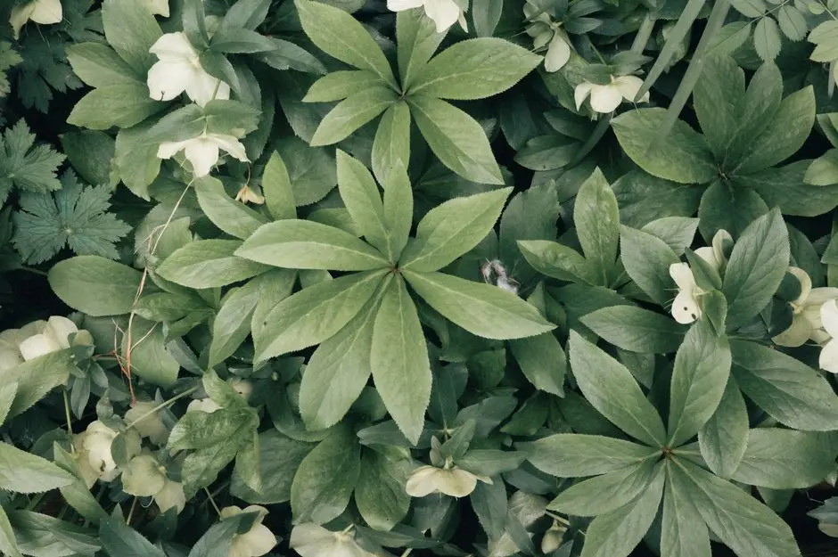 Greens & Outdoors at SOBHA PALACIA, Sholinganallur, Chennai
