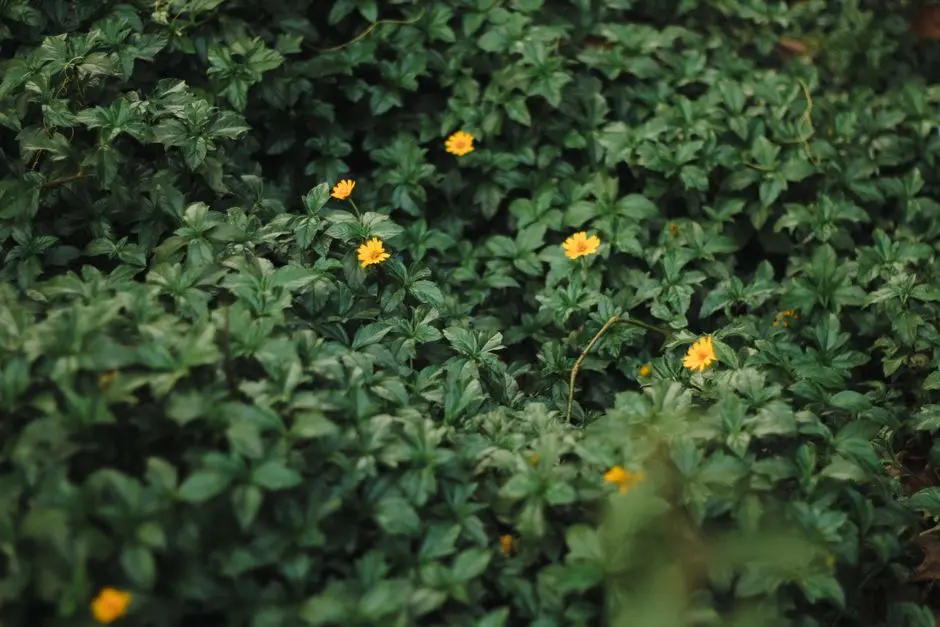 Greens & Outdoors at SOBHA SARJAPUR ROAD, Bangalore