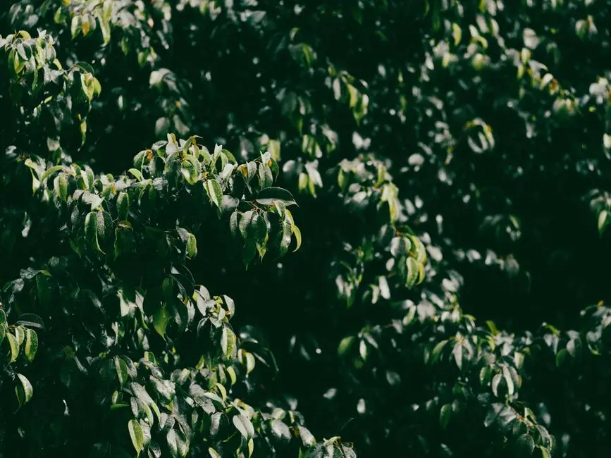Greens & Outdoors at SOBHA MANIKONDA, Hyderabad