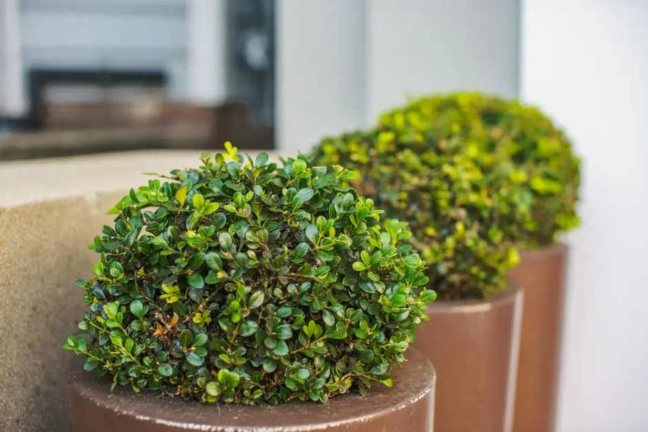 Greens & Outdoors at SOBHA NANAKRAMGUDA, Hyderabad