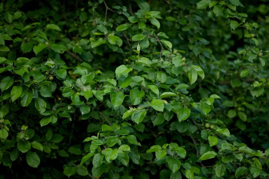 Greens & Outdoors at SOBHA SCARLET WOODS, Sarjapur, Bangalore