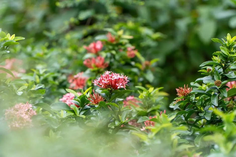 Greens & Outdoors at SOBHA 108, Bellandur, Bangalore