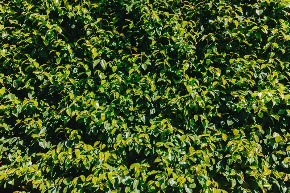 Greens & Outdoors at SOBHA CITY SANTORINI, Nagenahalli, Bangalore