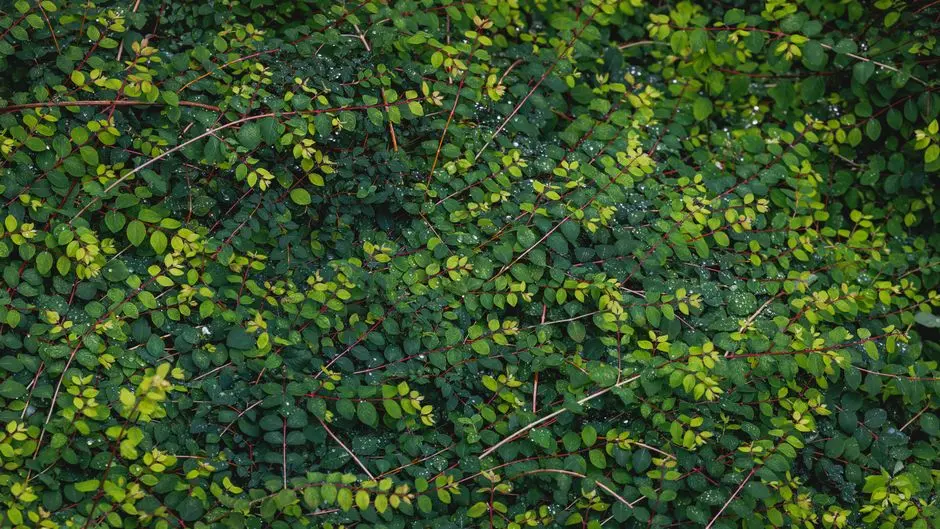 Greens & Outdoors at SOBHA TELLAPUR, Hyderabad
