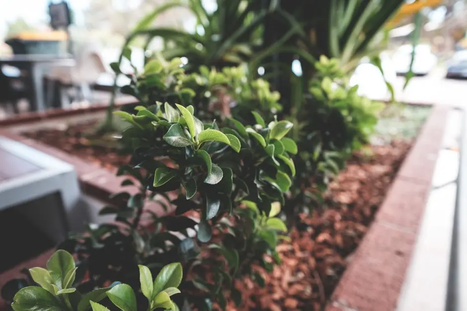 Greens & Outdoors at SOBHA HITECH CITY, HITEC City, Hyderabad