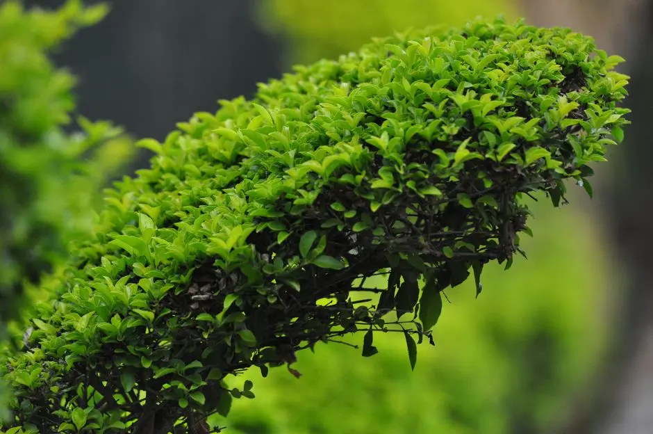 Greens & Outdoors at SOBHA KUKATPALLY, Hyderabad