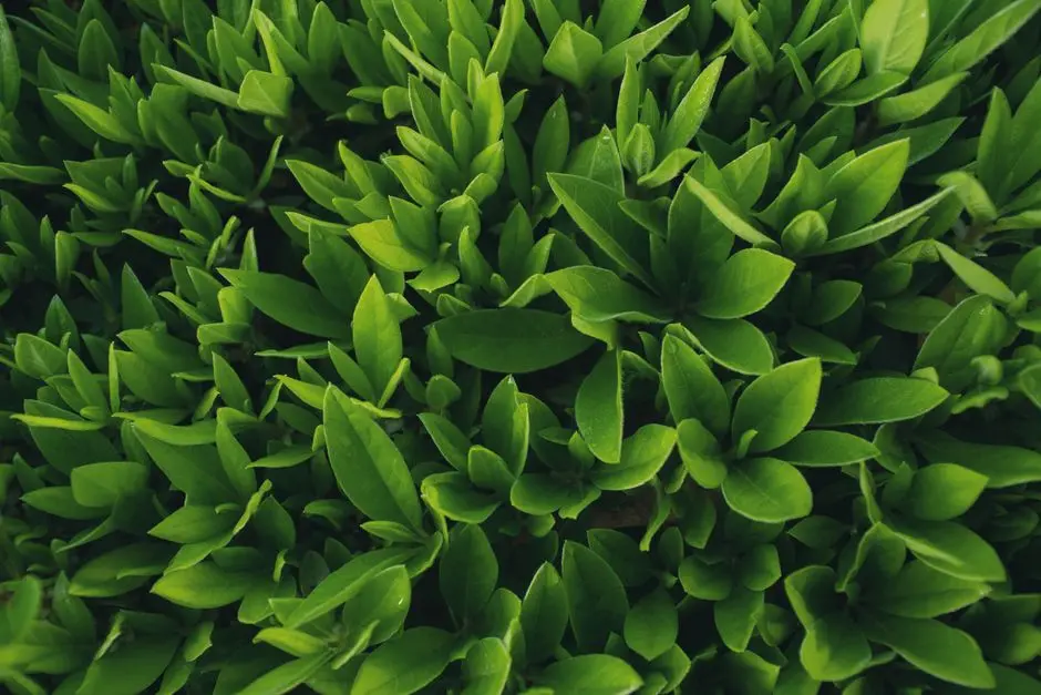 Greens & Outdoors at SOBHA KHARADI, Pune