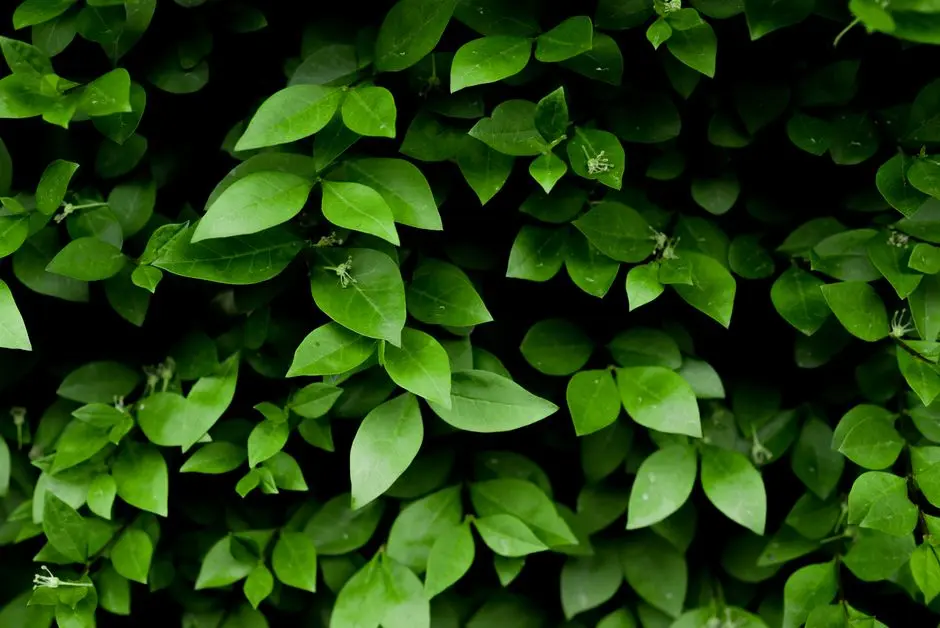Greens & Outdoors at SOBHA SECTOR 99 GURUGRAM, Gurgaon