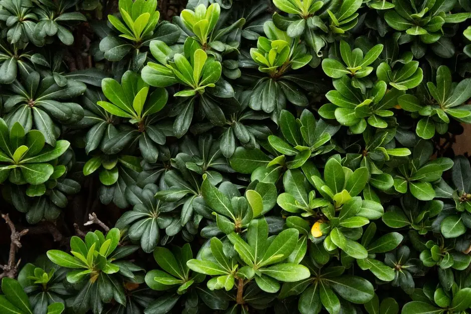 Greens & Outdoors at SOBHA CONSERVE, Pudupakkam, Chennai
