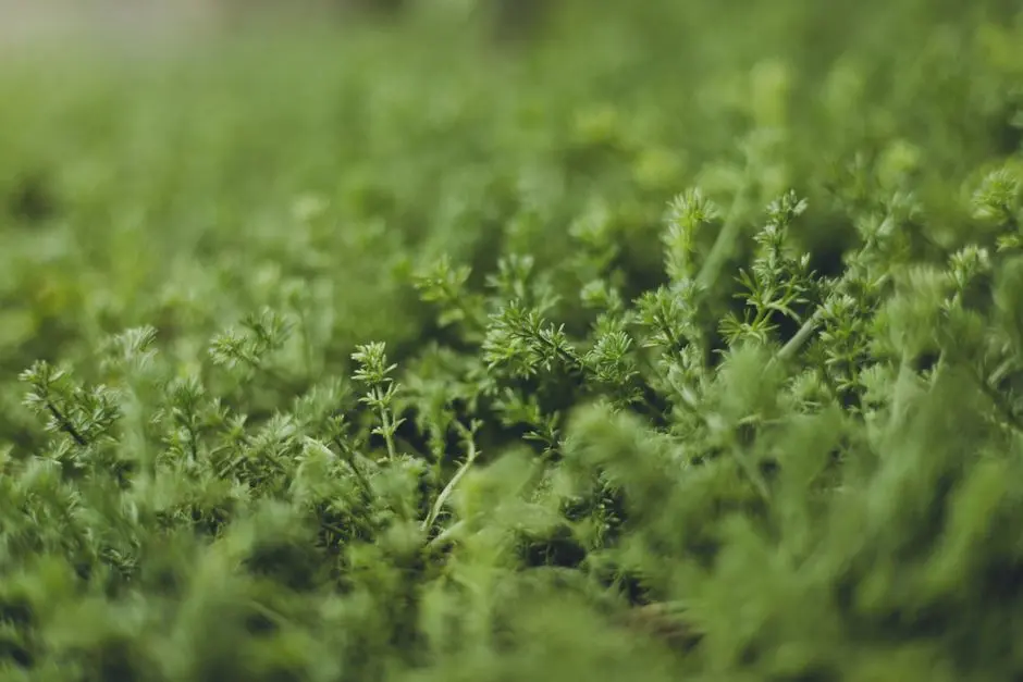 Greens & Outdoors at SOBHA JUHU, Mumbai